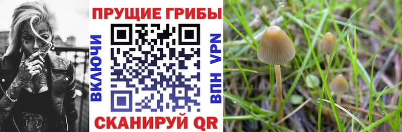 mega вход  это клад  Псилоцибиновые грибы мицелий  Минусинск 